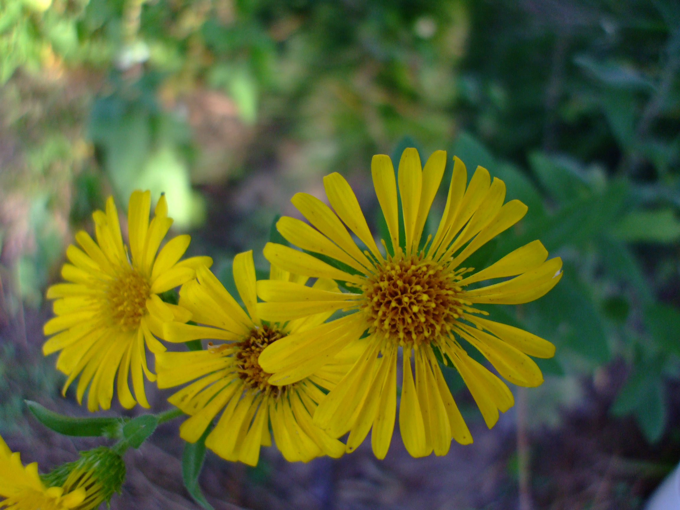 Chrysopsis mariana
